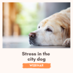 Stress In The City Dog