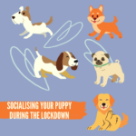 Socialising Your Puppy During the Lockdown