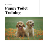 Puppy Toilet Training