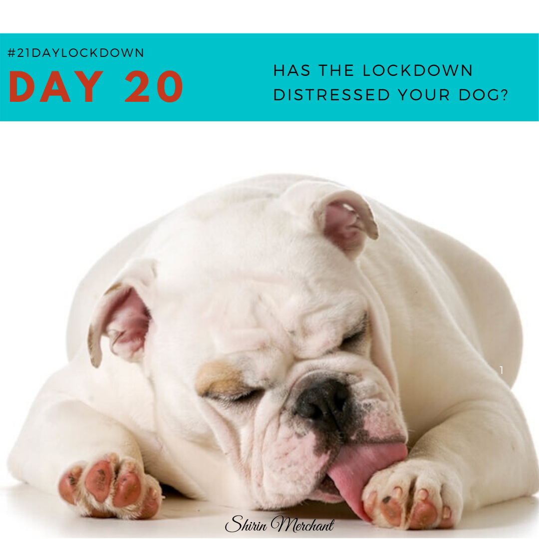 21 Day Dog Challenge – Day 20 