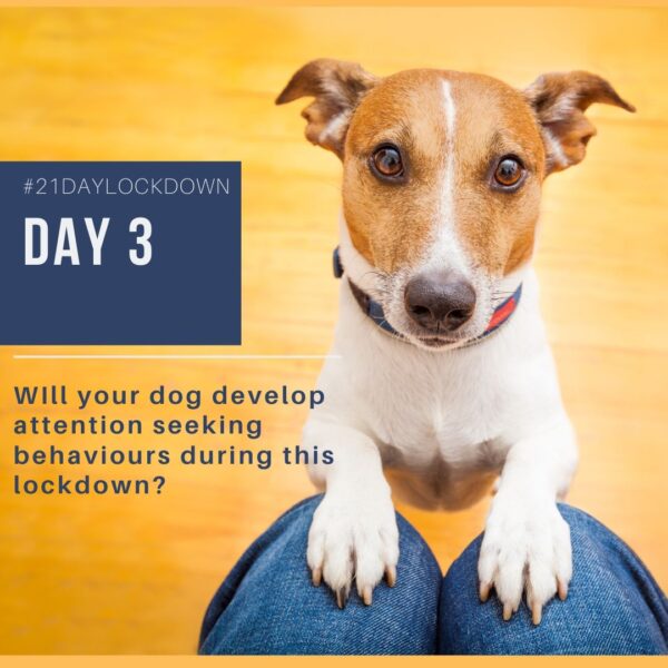 21 Day Dog Challenge - Day 3 - Shirin Merchant