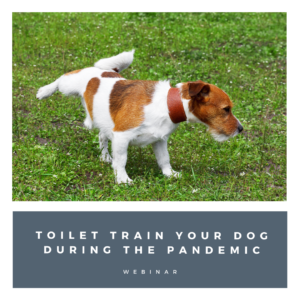 Toilet Train Dog