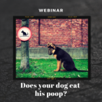 Does your dog eat his poop?