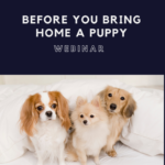 Before You Bring Home A Puppy