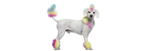 tail wagging aggression