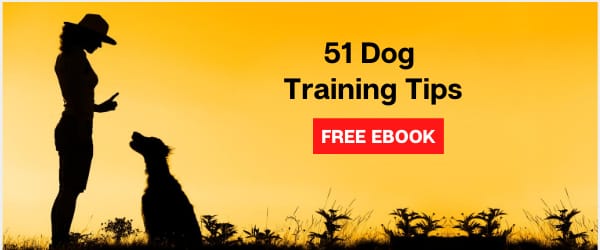 51 Dog Training Tips