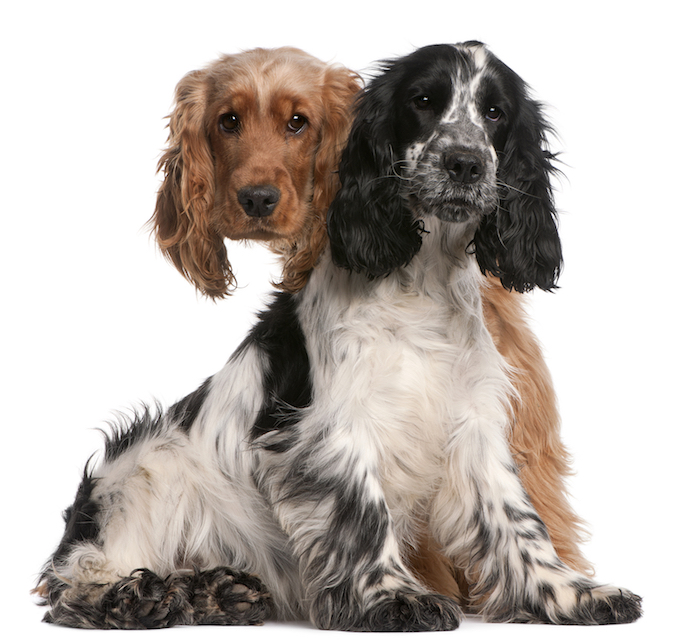Thinking of bringing home a second dog?