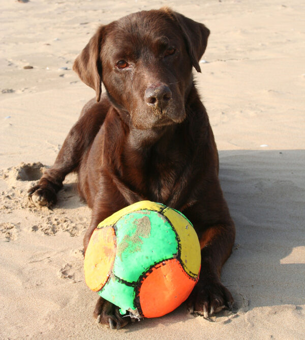 Cute Things To Do With Your Puppy