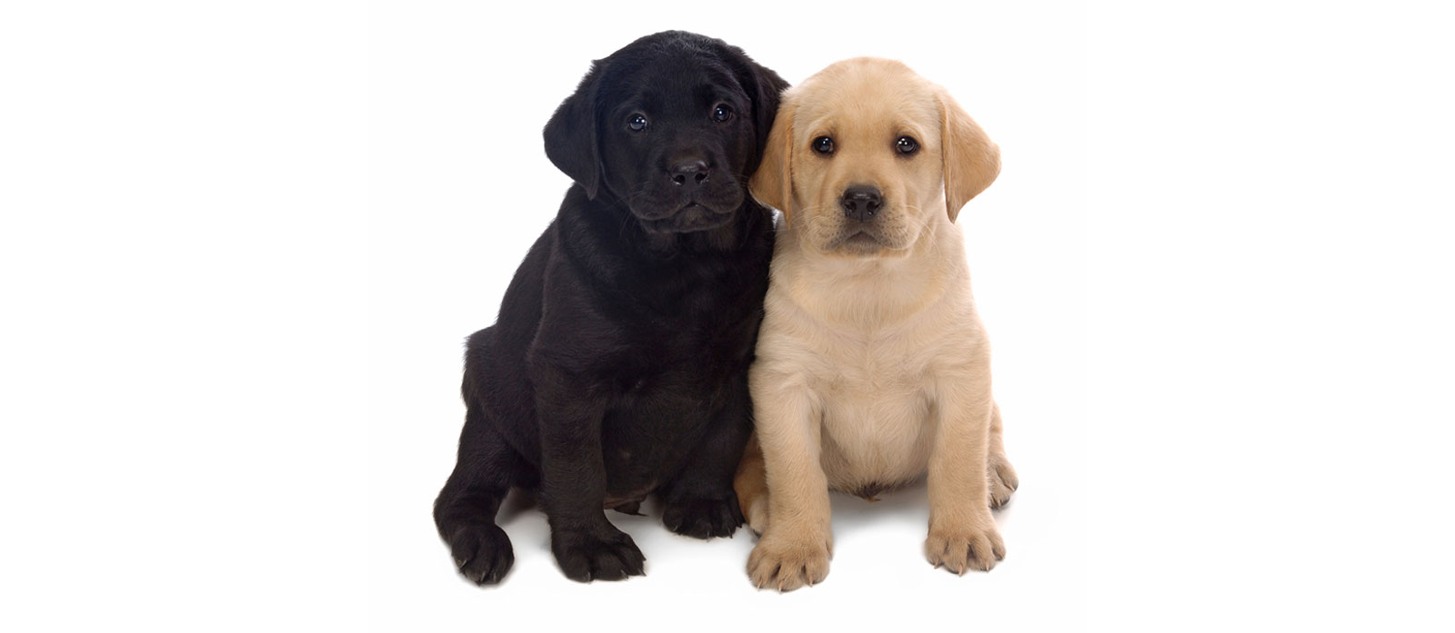 Preparing For Puppy