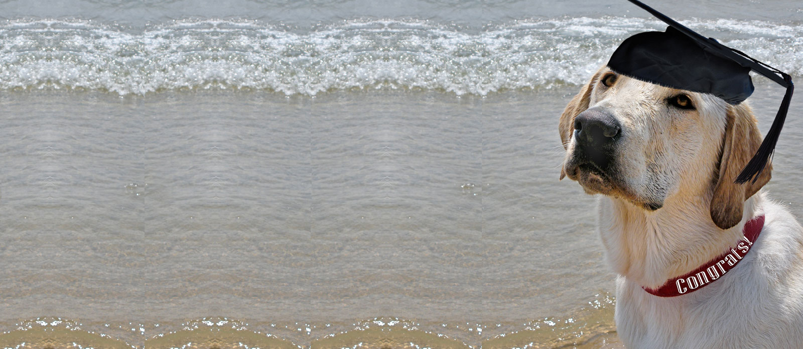 Choosing The Best Dog Trainer