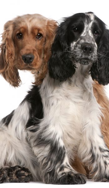 Two English Cocker Spaniels, 2 years old, in front of white background