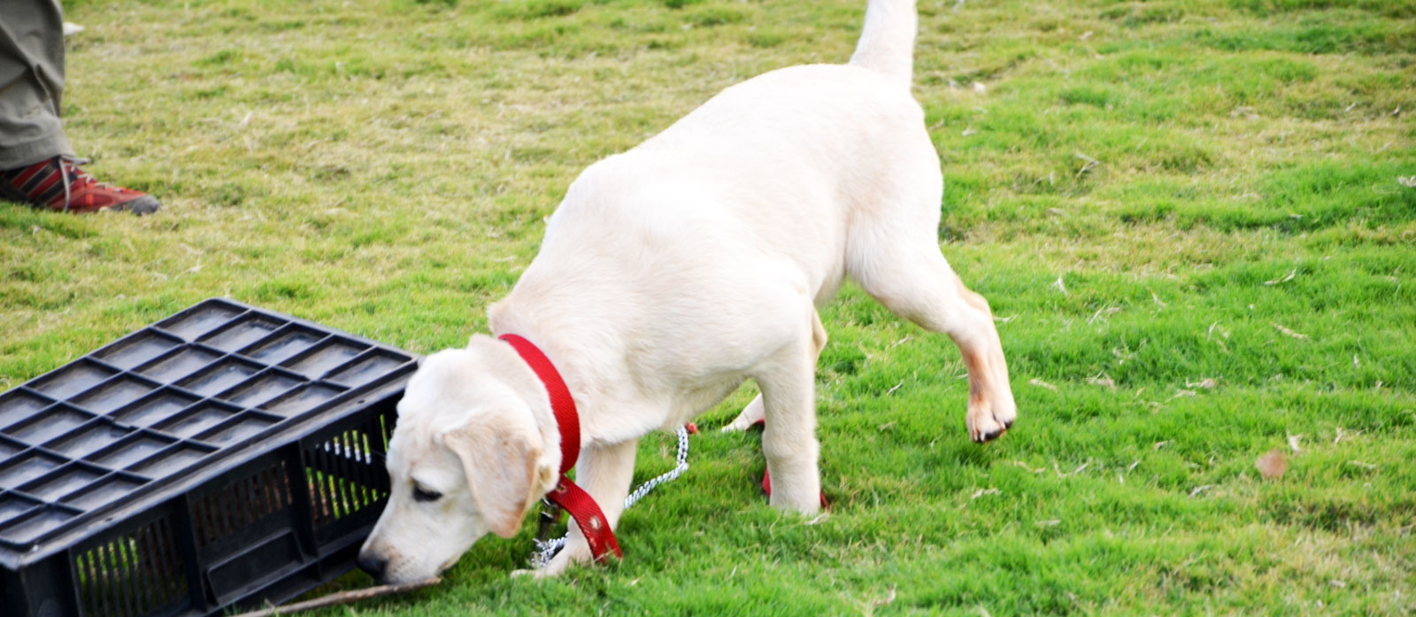 Fun Games To Play With Any Dog