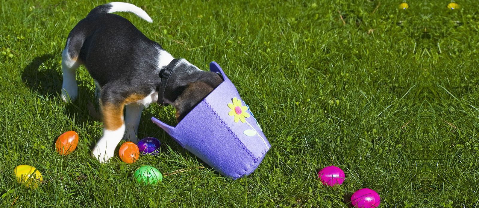 Puppy Proofing The Home