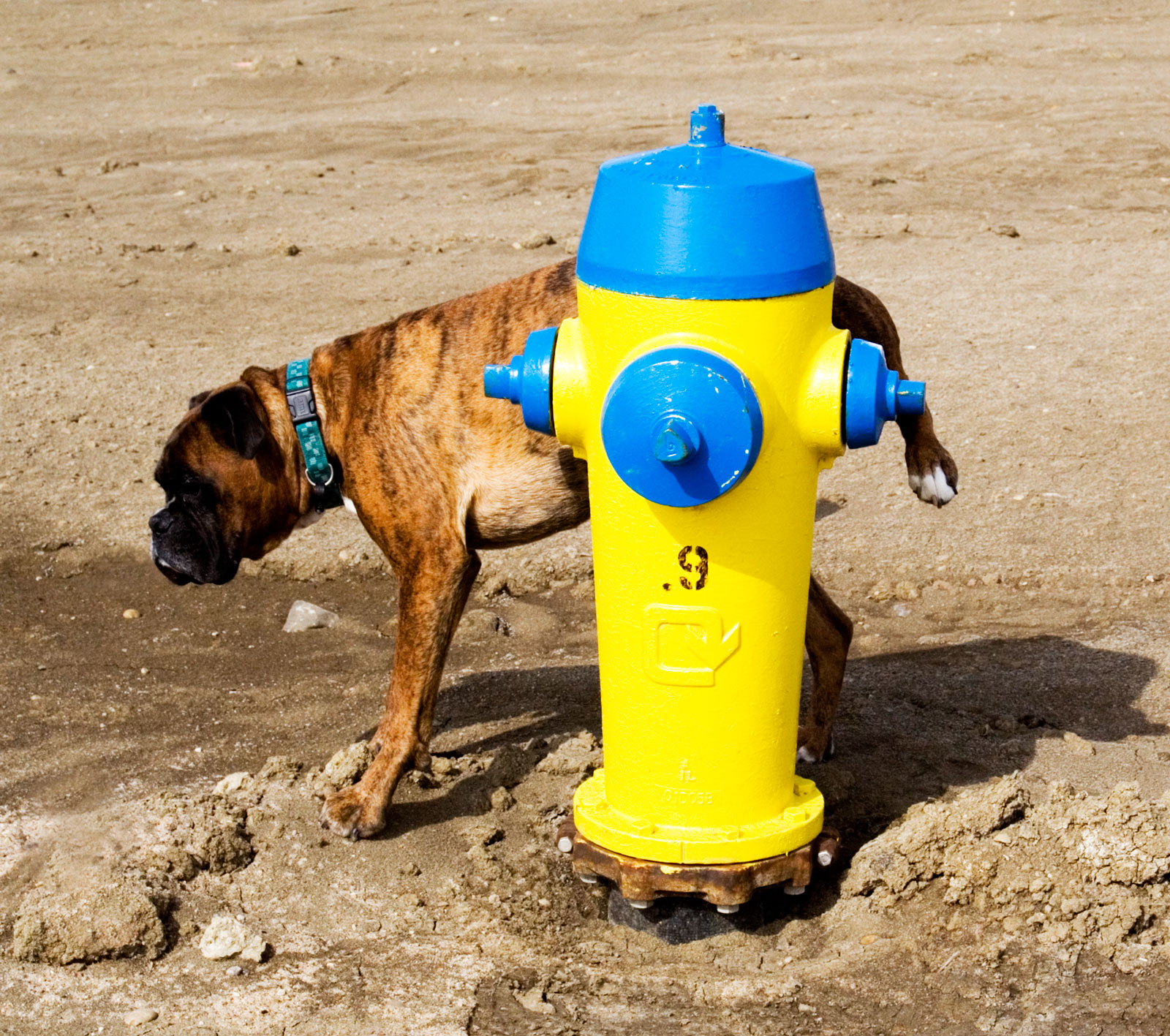 Toilet Training Your Puppy 